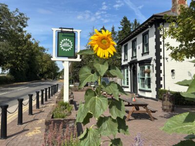 A tall, bright yellow sunflower in front of a white pub building with black trim and a pub sign that reads 'THE GREAT WESTERN'. A road and trees are in the background under a blue sky.